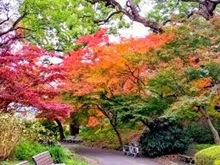 紅葉(皇居東御苑)
