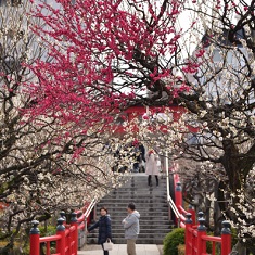 �p���[�X�|�b�g��