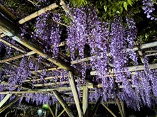 藤まつり【亀戸天神社】