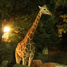 ナイト動物園♪