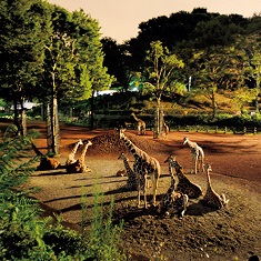 ナイト動物園♪