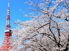 東京タワー＆桜（芝公園）