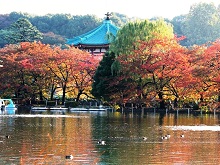 不忍池＆紅葉（上野公園）