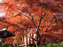 紅葉（上野公園）