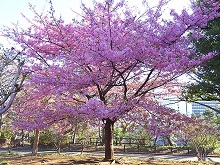 河津桜（北の丸公園）