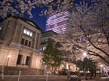 日本銀行本店＆桜