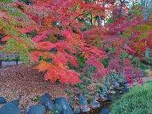 ݂JiŌj