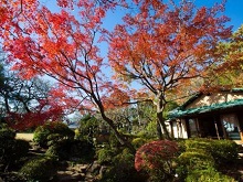 紅葉（日本庭園）