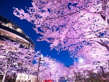 桜（東京ミッドタウン）
