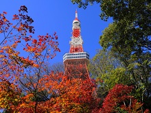 東京タワー＆紅葉