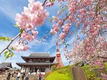 増上寺＆東京タワー＆桜
