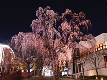 ���i�ԍ�T�J�X�j