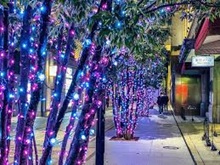 ���{��������S.C