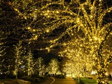 ���̎U���� (�����~�b�h�^�E��)