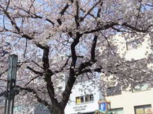 ���i�l�`���ʂ�j