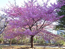 �͒Í��i�k�̊ی����j