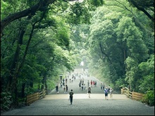 参道(明治神宮)