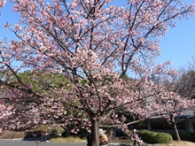 寒桜(皇居東御苑)