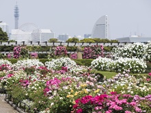 未来のバラ園(山下公園)