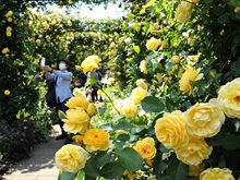 未来のバラ園(山下公園)