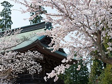 桜（円覚寺）