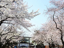 桜（靖国神社）