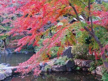 神池庭園の紅葉（靖国神社）