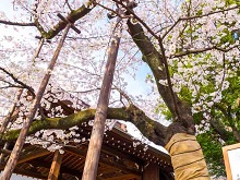 桜の標本木（靖国神社）
