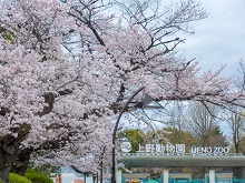 桜＆上野動物園