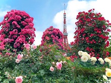バラ＆東京タワー（芝公園）