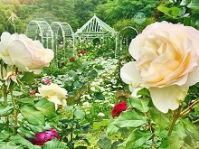 バラ(プリンス芝公園)