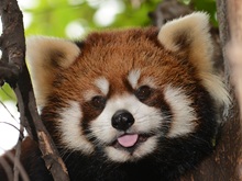 ���b�T�[�p���_