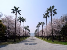 ヤシの木&桜(潮風公園)