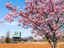 河津桜(不忍池)