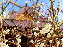 梅まつり(湯島天満宮)