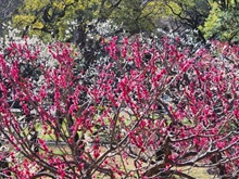 �~�сi�Ō����j