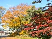 紅葉(皇居東御苑)